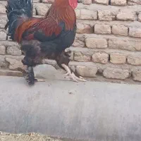 خوروس برهما
