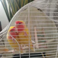 طوطی برزیلی جفت بالغ|پرنده|شهریار, شهرک وائین|دیوار