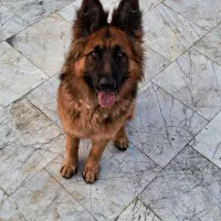 سگ ژرمن شپرد شولاین ماده