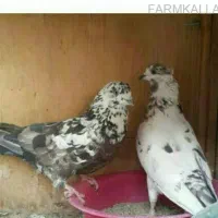 کبوتر ساده چاق مخصوص مریض