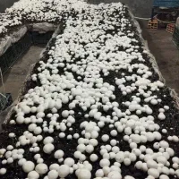 کار ترکیه|فعالیت داوطلبانه|بوکان, |دیوار