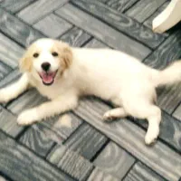 توله سگ|سگ|کاشان, مفتح|دیوار