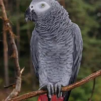 فروش و معاوضه با طوطی سانان هم قیمت|پیانو، کیبورد، آکاردئون|اردبیل, |دیوار