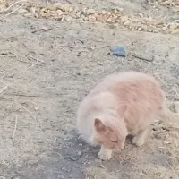 گربه پرشین|گربه|زنجان, |دیوار