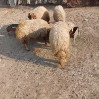 فروش چهار رآس شیشک هم داشتی هم برای قصابی|حیوانات مزرعه|آبدانان, |دیوار