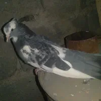 کبوتر ابلق|پرنده|پاوه, |دیوار