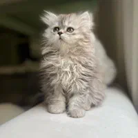 گربه های عروسکی جذاب|گربه|اهواز, کیانپارس |دیوار