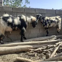 بز نر پلنگی|حیوانات مزرعه|شاهین دژ, |دیوار