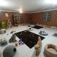 پانسیون گربه شبانه روزی