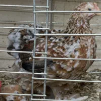 فروش یا معاوضه یک ست مرغ ردملتد|حیوانات مزرعه|بابل, |دیوار