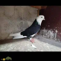 قره شازده مهر اصل الیام