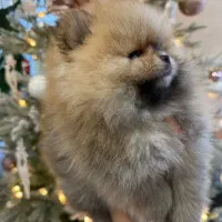 توله سگ پامرانین خرسی|سگ|تهران, صادقیه|دیوار