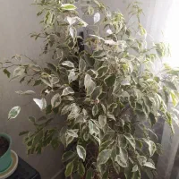 گل بنجامین|گل و گیاه طبیعی|اسلامشهر, مظفریه|دیوار