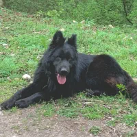 ژرمن بلک  نر ۱۲ ماهه درجه ۱