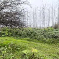 زمین مسکونی روستایی سنگر رشت