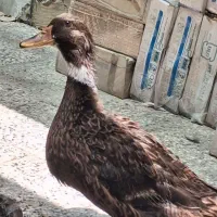 اردک محلی ماده