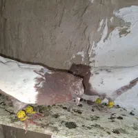 کبوتر سینه ای|پرنده|بوئین زهرا, |دیوار