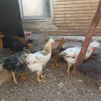 مرغ و جوجه