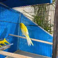 قناری نر کشیده بلند زرد طلایی