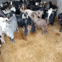 بز جوان شکم اول دوم