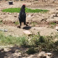 مرغ و خروس|حیوانات مزرعه|ورامین, خورین|دیوار