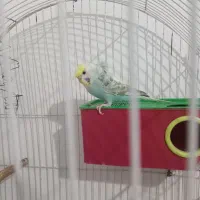 جفت مرغ عشق هلندی و پروانه ای دوگل|پرنده|خوی, |دیوار