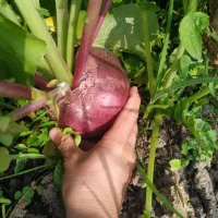 ترب درجه یک