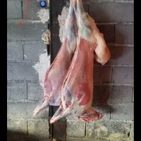 قصاب|خدمات پذیرایی، مراسم|کرمان, |دیوار