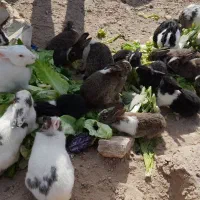 خرگوش خانگی