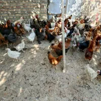 مرغ و خروس جوان|حیوانات مزرعه|سلماس, |دیوار