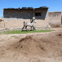 اسب|اسب و تجهیزات اسب‌سواری|فیروزآباد (آذربایجان), |دیوار