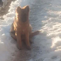 سگ ژرمن شپرد