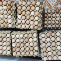 فروش تخم مرغ محلی ارگانیک گلپایگان تولید روز|خوردنی و آشامیدنی|مشهد, کوی سیدی|دیوار