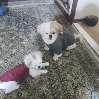 سه عدد سگ نژاد پیکنیز