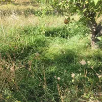 اجاره یونجه و علف زار برای چرای گوسفند ۶ هکتار|اجارهٔ دفتر صنعتی، کشاورزی، تجاری|مراغه, |دیوار
