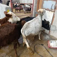 گوساله بومی چاق درجه یک استخوان ریز|حیوانات مزرعه|الشتر, |دیوار