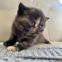 گربه|گربه|شاهینشهر, خبرنگار|دیوار