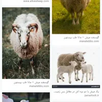 هورو کردن گوسفند میش و بره.بز و بزغاله