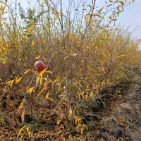 فروش و پخش نهال گردو گلدانی خوشه ای آماده کاشت