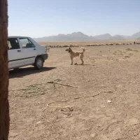 سگ گمشده شودهرکی دیدخبربد|حیوانات|قائن, |دیوار