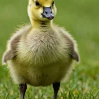 جوجه قوغاز