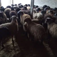 بره|حیوانات مزرعه|بوئین زهرا, |دیوار