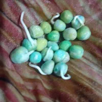 نخود فرنگی آمریکایی دارم|خدمات باغبانی و درختکاری|گنبد کاووس, |دیوار