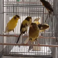 ماده رسمی|پرنده|قم, زاد|دیوار