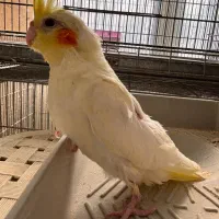 جوجه لوتینو تازه دون خور