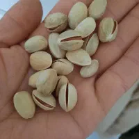 پسته امسالی احمد آقایی