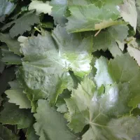 برگ مو صوفیان
