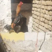 خروس و مرغ اوشامو