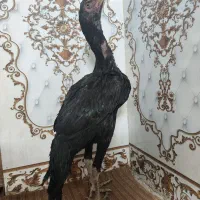 جوجه لاری اوشامو مرغ و خروس اصل دانگ بالا