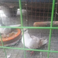فروش پرنده|پرنده|مشهد, شهرک صنعتی توس|دیوار